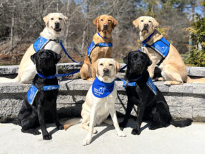 Two rows of service dogs