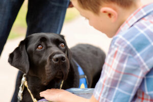Black lab looking up at little boy