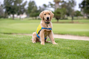 Golden Retriever puppy sitting on golf course