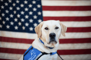 service dog in front of the united states flag
