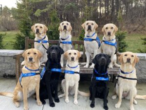Two rows of Canine Companions service dogs, 8 total