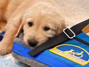 Canine Companions puppy with vest