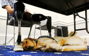 Canine Companions laying under table