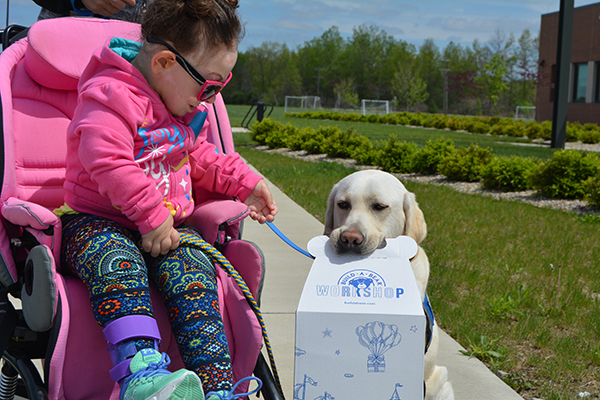 Canine Companions service dog holding a Build-A-Bear box next to a person in a wheelchair