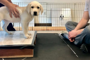 Canine Companions puppy standing on a box