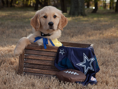 Canine Companions puppy in a box next to a football and Dallas Cowboys logo