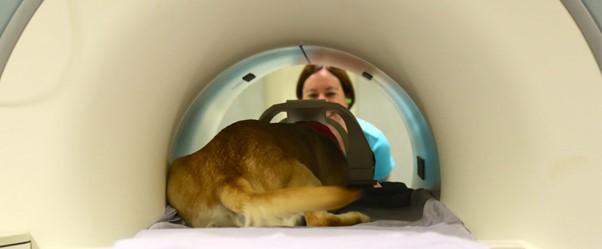 Canine Companions dog in a MRI machine