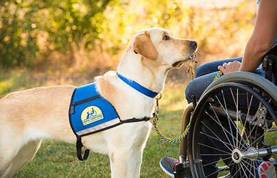 Canine Companions service dog holding keys facing someone in a wheelchair