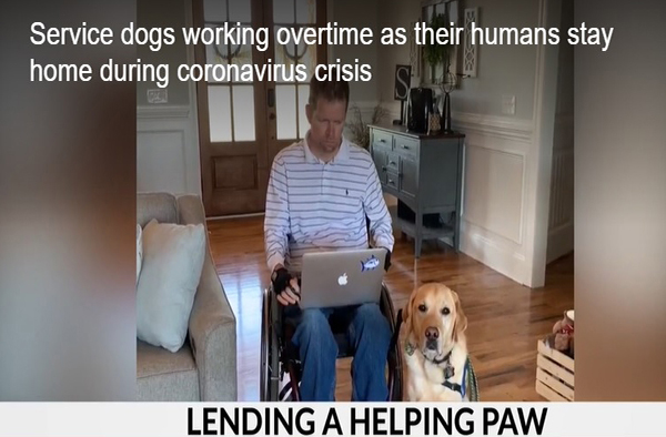 person with computer on lap and Canine Companions service dog sitting next to them