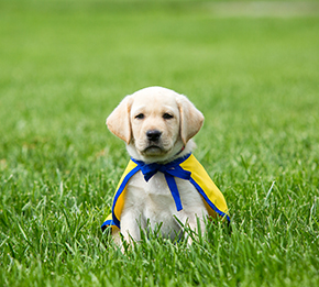 Canine Companions puppy in the grass