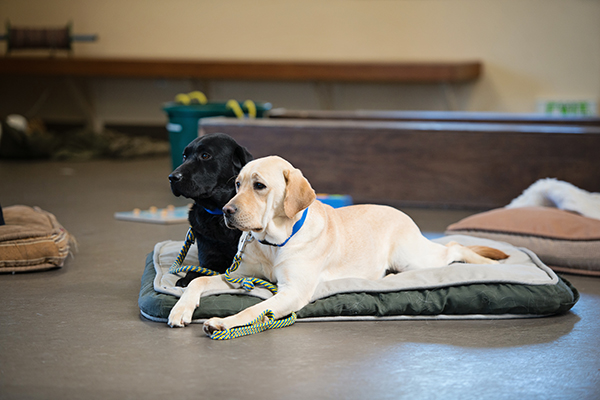 two Canine Companions service dogs on dog bed