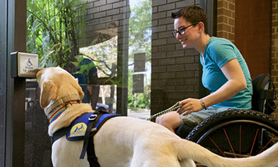 Canine Companions service dog pushing a push plate next to a person in a wheelchair