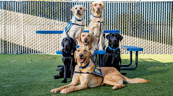 Group of Canine Companions service dogs sitting together