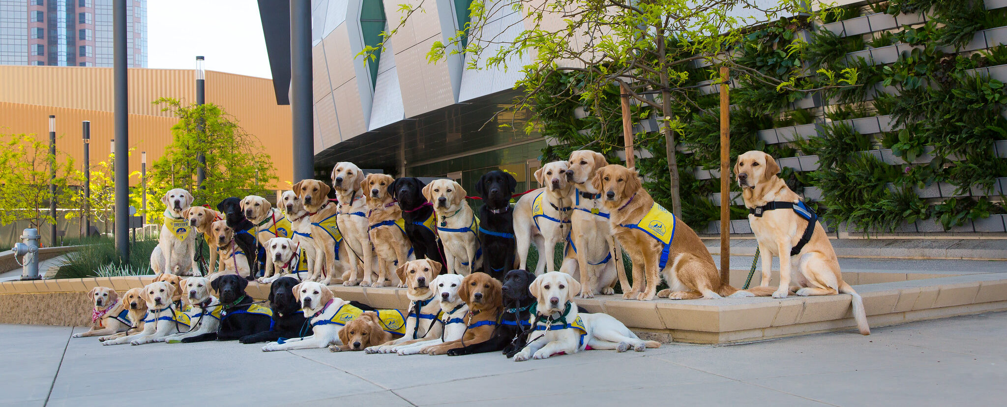 Canine Companions service dogs and puppies sit in front of Sacramento's Golden 1 Center
