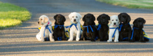 Group of puppies sitting on a road