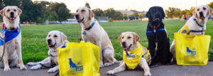 Four yellow dogs and one black dog site in front of a lawn with yellow bags that read DogFest