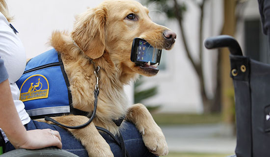 Service dog holds iPhone in mouth for person in wheelchair