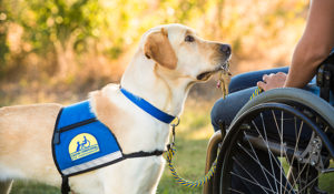 Yellow lab with keys in it's mouth stands next to person in wheelchair