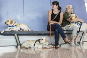 Two women sitting with 3 yellow labs