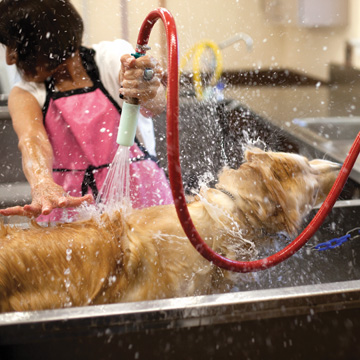 person giving a dog a bath