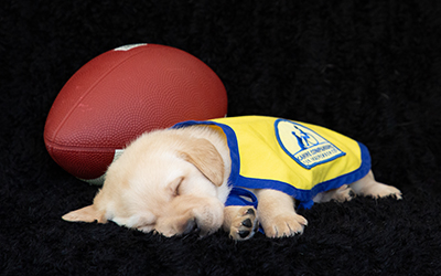 Canine Companions puppy sleeping with football