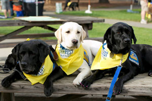 three Canine Companions service dogs wearing DogFest bandana