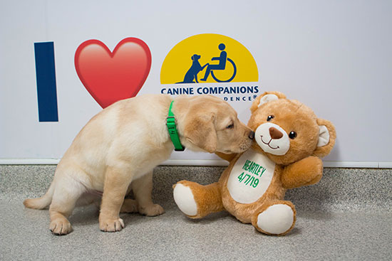 Canine Companions puppy sniffing a teddy bear