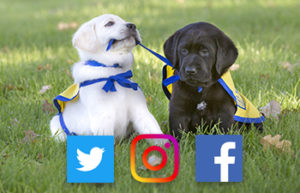 puppies in grass with social icons on image