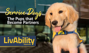 Service Dogs The Pups that Become Partners LivAbility Magazine