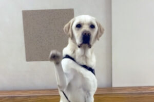 Screenshot of the Say Hi video challenge showing a dog saying hi with his paws up