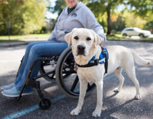 Assistance dog stands next to person in wheelchair