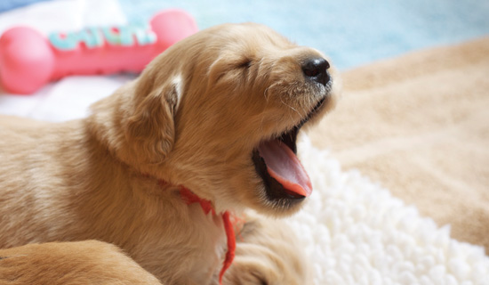 puppy yawning