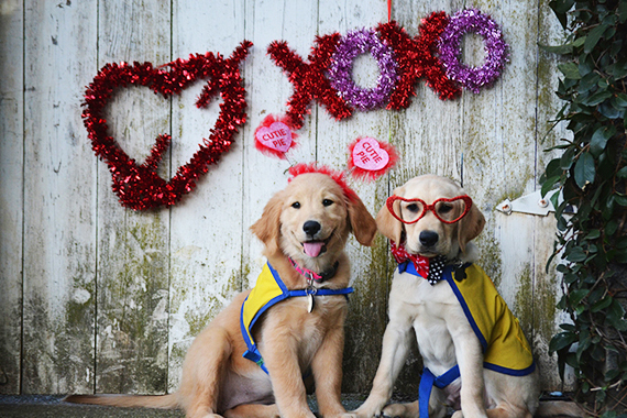 two Canine Companions puppies with Valentine's decorations