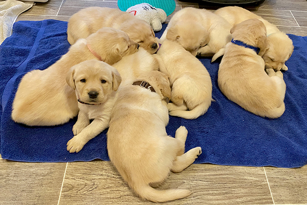 group of Canine Companions puppies