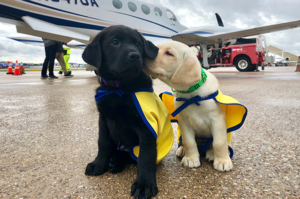 A yellow puppy and black puppy sitting in front of plane