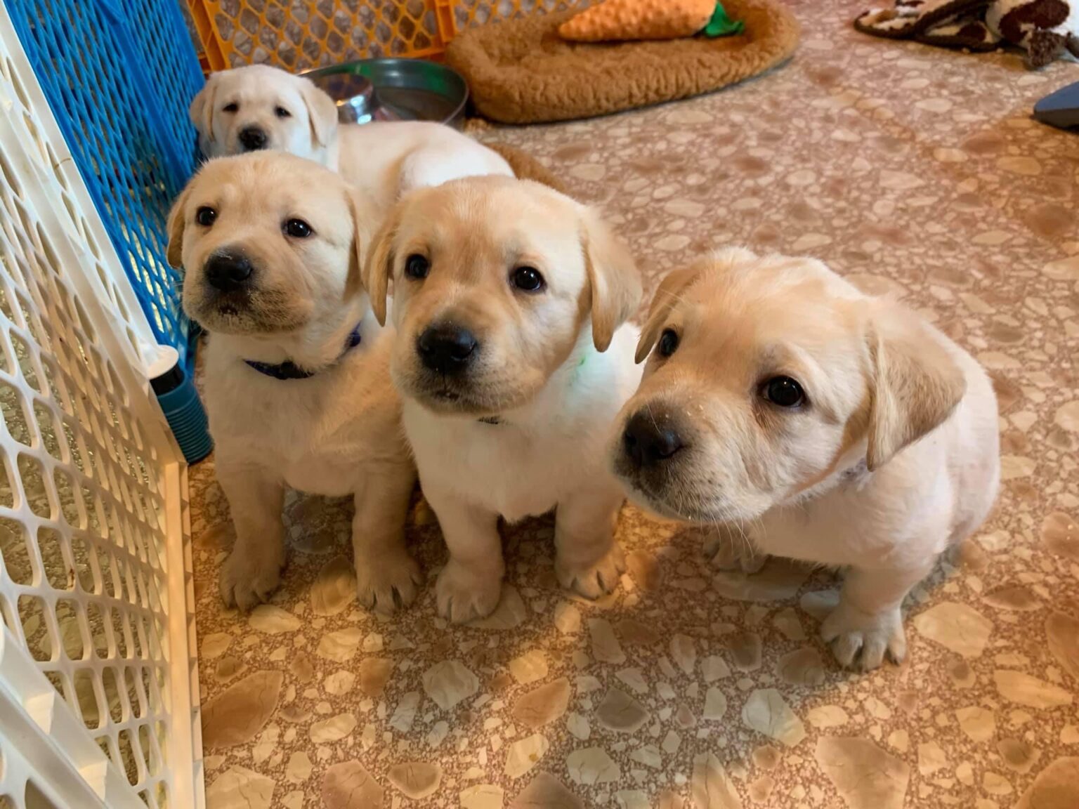 Live Puppy Cam Launches to Celebrate National Puppy Day - Canine Companions