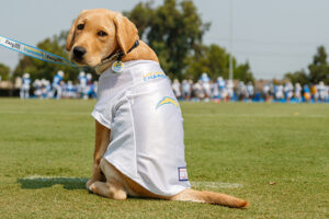 Bolt, a yellow Lab-Golden Retriever cross service dog in training sponsored by the Los Angeles Chargers, visits Training Camp on Friday, August 21, 2020 at Jack Hammett Sports Complex in Costa Mesa, CA.