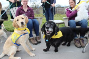 a yellow Canine Companions puppy and a black dog both wearing yellow DogFest bandanas