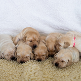litter of Canine Companions puppies