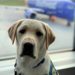 Canine Companions service dog with plane in the background
