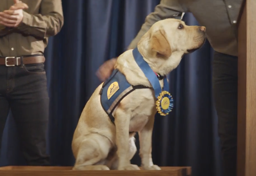 Dog receiving award