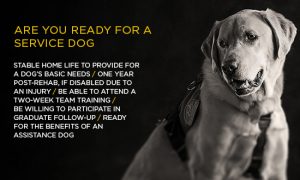 Are you ready for a service dog?