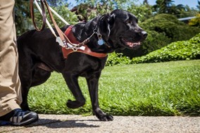 canine companions black labrador service dog walking on a leash