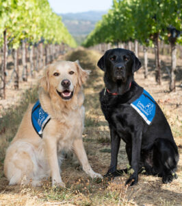 two service dogs in winery