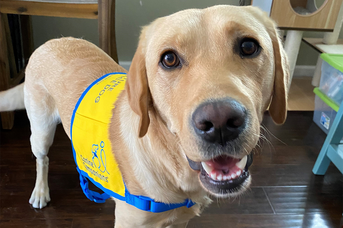 A yellow Labrador in a yellow service dog vest stands looking at the camera
