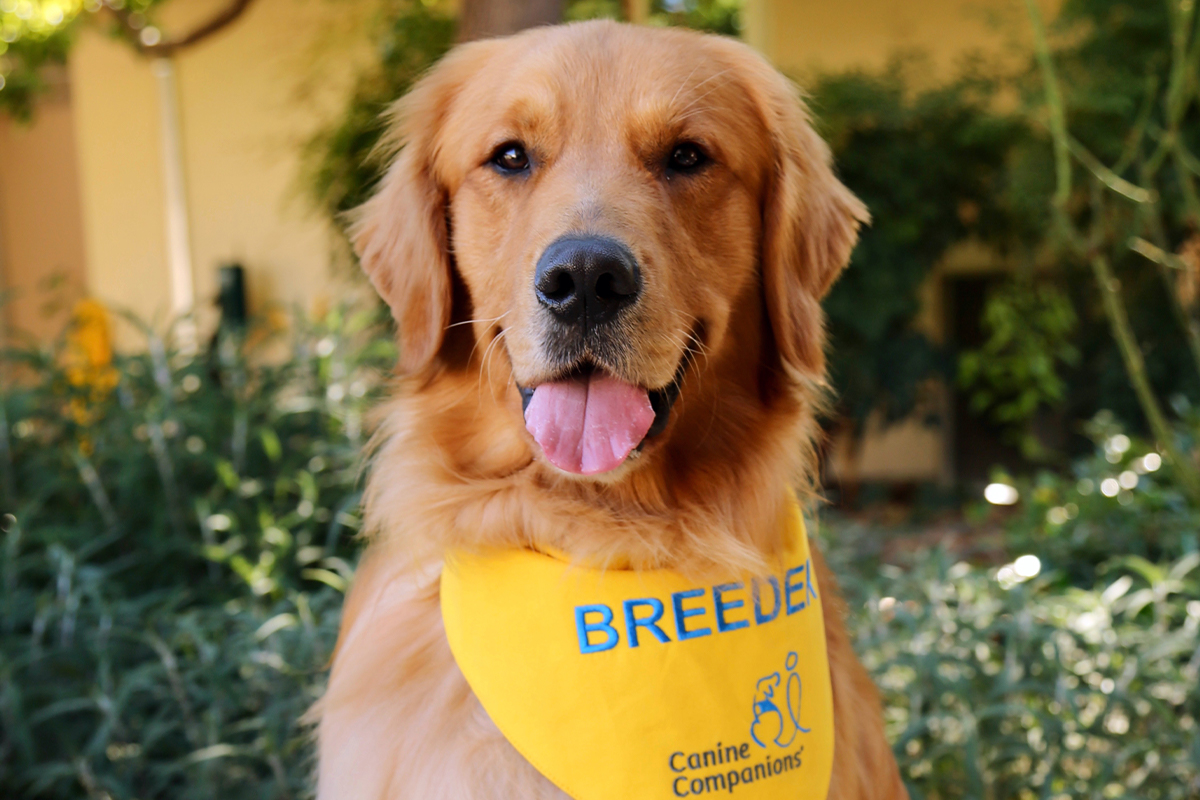 An adult golden retriever with a yellow bandana that says breeder.