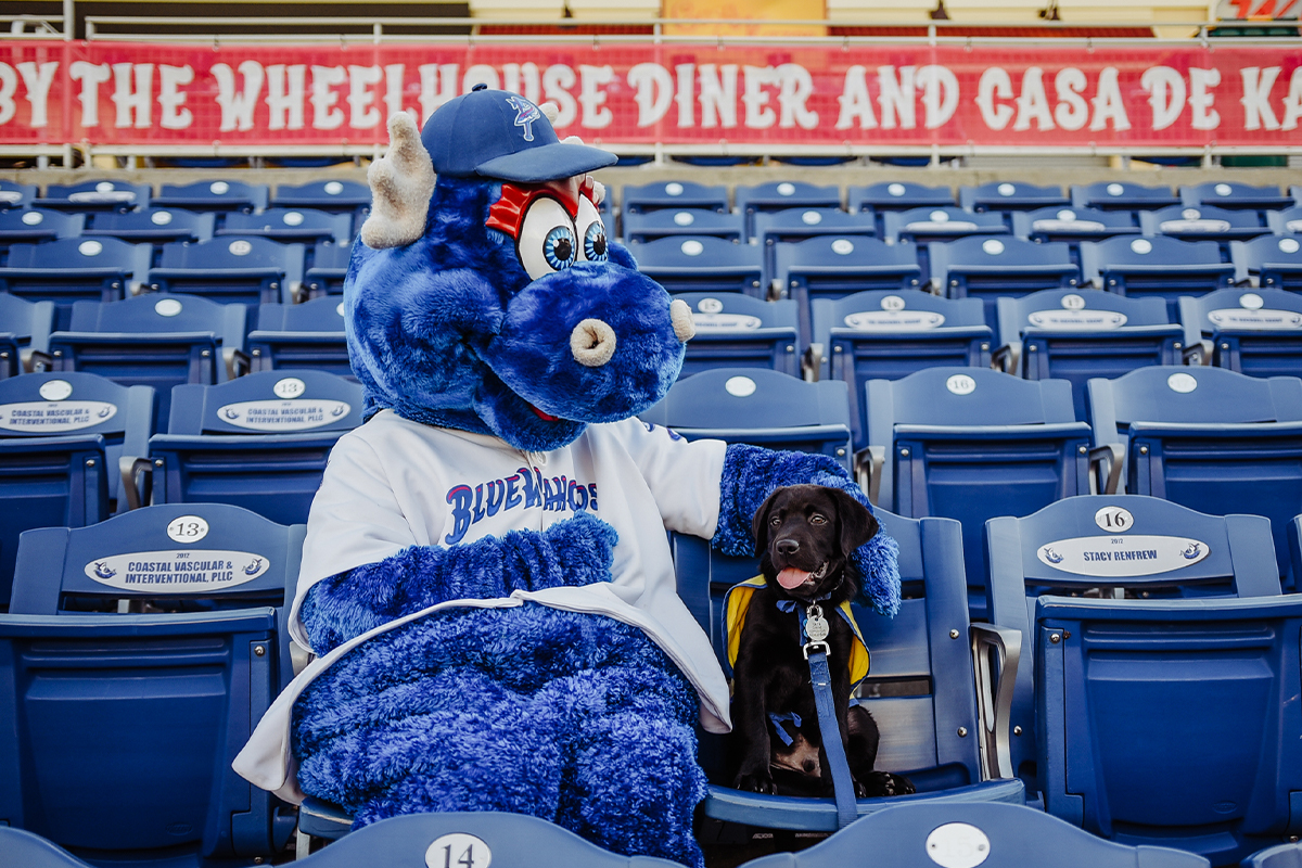 A young black Labrador in a service dog vest sits on blue stadium seats next to a blue fuzzy mascot in a white shirt