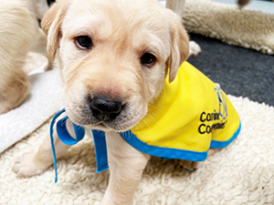 Close up of a very young lab puppy wearing a vest