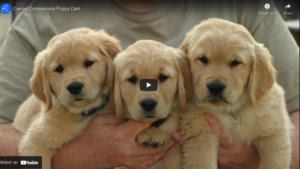 3 puppies held in someone's harms