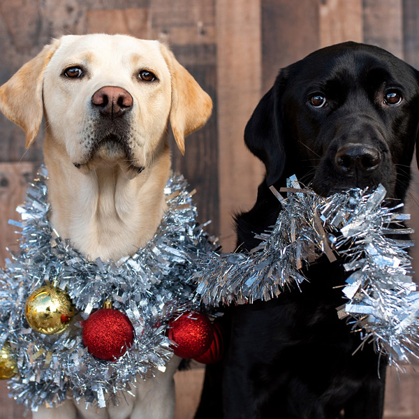 Yellow lab and black lab draped in holiday garland